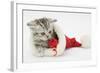 Tabby Kitten in a Father Christmas Hat Playing with a Toy Mouse-Mark Taylor-Framed Photographic Print