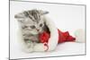 Tabby Kitten in a Father Christmas Hat Playing with a Toy Mouse-Mark Taylor-Mounted Photographic Print