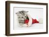 Tabby Kitten in a Father Christmas Hat Playing with a Toy Mouse-Mark Taylor-Framed Photographic Print
