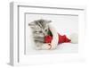 Tabby Kitten in a Father Christmas Hat Playing with a Toy Mouse-Mark Taylor-Framed Photographic Print