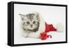 Tabby Kitten in a Father Christmas Hat with a Christmas Decoration Mouse-Mark Taylor-Framed Stretched Canvas