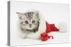 Tabby Kitten in a Father Christmas Hat with a Christmas Decoration Mouse-Mark Taylor-Stretched Canvas