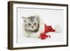 Tabby Kitten in a Father Christmas Hat with a Christmas Decoration Mouse-Mark Taylor-Framed Photographic Print