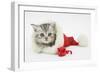 Tabby Kitten in a Father Christmas Hat with a Christmas Decoration Mouse-Mark Taylor-Framed Photographic Print