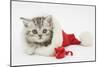 Tabby Kitten in a Father Christmas Hat with a Christmas Decoration Mouse-Mark Taylor-Mounted Photographic Print