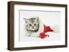 Tabby Kitten in a Father Christmas Hat with a Christmas Decoration Mouse-Mark Taylor-Framed Photographic Print