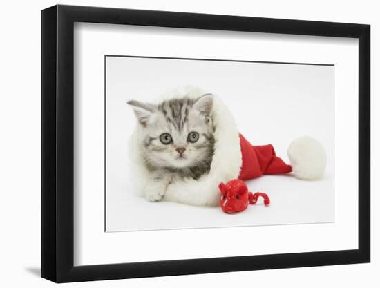 Tabby Kitten in a Father Christmas Hat with a Christmas Decoration Mouse-Mark Taylor-Framed Photographic Print