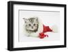 Tabby Kitten in a Father Christmas Hat with a Christmas Decoration Mouse-Mark Taylor-Framed Photographic Print