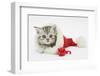 Tabby Kitten in a Father Christmas Hat with a Christmas Decoration Mouse-Mark Taylor-Framed Photographic Print