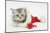 Tabby Kitten in a Father Christmas Hat with a Christmas Decoration Mouse-Mark Taylor-Mounted Photographic Print