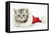 Tabby Kitten in a Father Christmas Hat-Mark Taylor-Framed Stretched Canvas