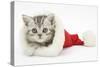Tabby Kitten in a Father Christmas Hat-Mark Taylor-Stretched Canvas