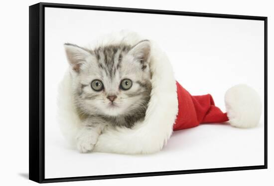 Tabby Kitten in a Father Christmas Hat-Mark Taylor-Framed Stretched Canvas