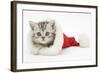 Tabby Kitten in a Father Christmas Hat-Mark Taylor-Framed Photographic Print