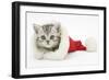 Tabby Kitten in a Father Christmas Hat-Mark Taylor-Framed Photographic Print