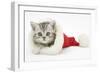 Tabby Kitten in a Father Christmas Hat-Mark Taylor-Framed Photographic Print