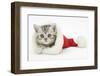 Tabby Kitten in a Father Christmas Hat-Mark Taylor-Framed Photographic Print
