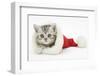 Tabby Kitten in a Father Christmas Hat-Mark Taylor-Framed Photographic Print