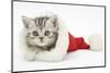 Tabby Kitten in a Father Christmas Hat-Mark Taylor-Mounted Photographic Print