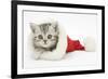 Tabby Kitten in a Father Christmas Hat-Mark Taylor-Framed Photographic Print