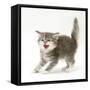 Tabby Kitten in Aggressive Posture-Mark Taylor-Framed Stretched Canvas