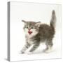 Tabby Kitten in Aggressive Posture-Mark Taylor-Stretched Canvas