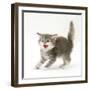Tabby Kitten in Aggressive Posture-Mark Taylor-Framed Photographic Print