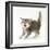 Tabby Kitten in Aggressive Posture-Mark Taylor-Framed Photographic Print