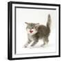 Tabby Kitten in Aggressive Posture-Mark Taylor-Framed Photographic Print