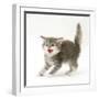 Tabby Kitten in Aggressive Posture-Mark Taylor-Framed Photographic Print