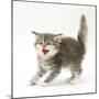 Tabby Kitten in Aggressive Posture-Mark Taylor-Mounted Photographic Print