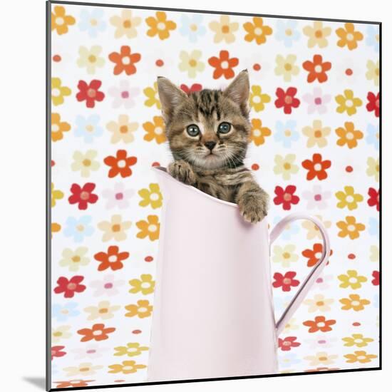 Tabby Kitten in Pink Jug-null-Mounted Photographic Print