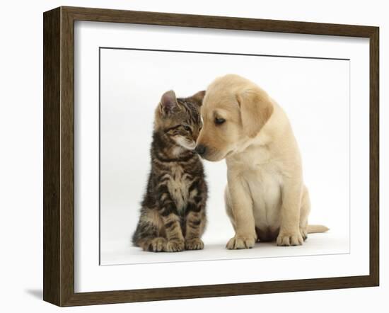 Tabby kitten,n head to head with Yellow labrador puppy-Mark Taylor-Framed Photographic Print