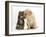 Tabby kitten,n head to head with Yellow labrador puppy-Mark Taylor-Framed Photographic Print