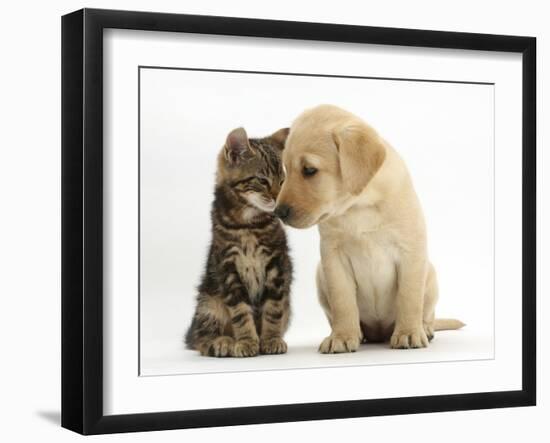 Tabby kitten,n head to head with Yellow labrador puppy-Mark Taylor-Framed Photographic Print