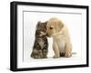Tabby kitten,n head to head with Yellow labrador puppy-Mark Taylor-Framed Photographic Print