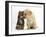 Tabby kitten,n head to head with Yellow labrador puppy-Mark Taylor-Framed Photographic Print