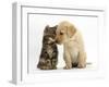 Tabby kitten,n head to head with Yellow labrador puppy-Mark Taylor-Framed Photographic Print