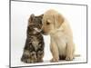 Tabby kitten,n head to head with Yellow labrador puppy-Mark Taylor-Mounted Photographic Print