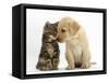 Tabby kitten,n head to head with Yellow labrador puppy-Mark Taylor-Framed Stretched Canvas