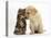 Tabby kitten,n head to head with Yellow labrador puppy-Mark Taylor-Stretched Canvas