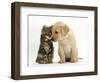 Tabby kitten,n head to head with Yellow labrador puppy-Mark Taylor-Framed Photographic Print