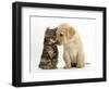 Tabby kitten,n head to head with Yellow labrador puppy-Mark Taylor-Framed Photographic Print