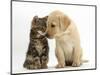 Tabby kitten,n head to head with Yellow labrador puppy-Mark Taylor-Mounted Photographic Print