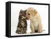 Tabby kitten,n head to head with Yellow labrador puppy-Mark Taylor-Framed Stretched Canvas