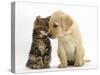 Tabby kitten,n head to head with Yellow labrador puppy-Mark Taylor-Stretched Canvas