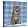 Tabby Kitten on Blue Check Material-null-Stretched Canvas