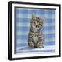 Tabby Kitten on Blue Check Material-null-Framed Photographic Print