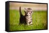 Tabby Kitten Outdoors Meowing-ots-photo-Framed Stretched Canvas