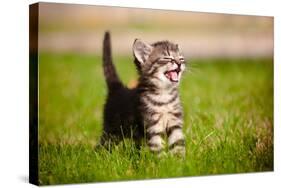 Tabby Kitten Outdoors Meowing-ots-photo-Stretched Canvas